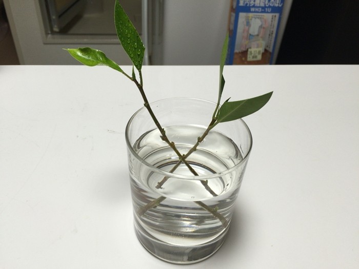 観葉植物 まだまだ初心者がガジュマルの植え替えと剪定 水差しをしてみた 17年版 旅とカメラと