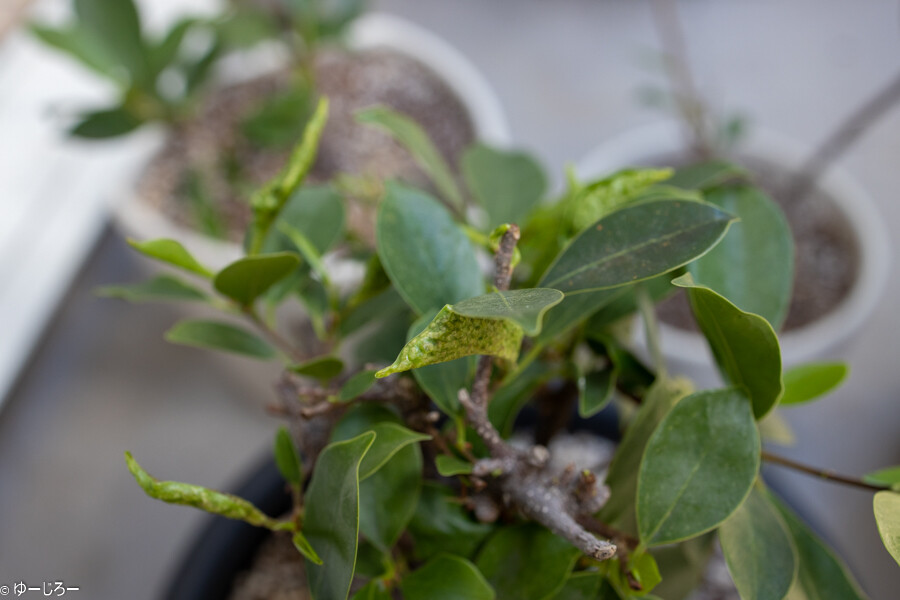 観葉植物 ガジュマルについた虫が消えない ゆーじろーのぶろぐ