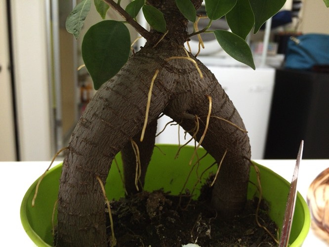 観葉植物 超初心者がガジュマルの植え替えと剪定 挿し木をしてみた ゆーじろーのぶろぐ