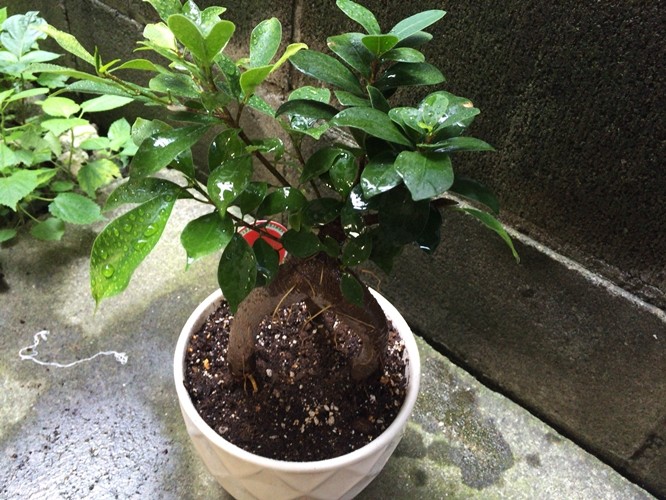 観葉植物 超初心者がガジュマルの植え替えと剪定 挿し木をしてみた ゆーじろーのぶろぐ