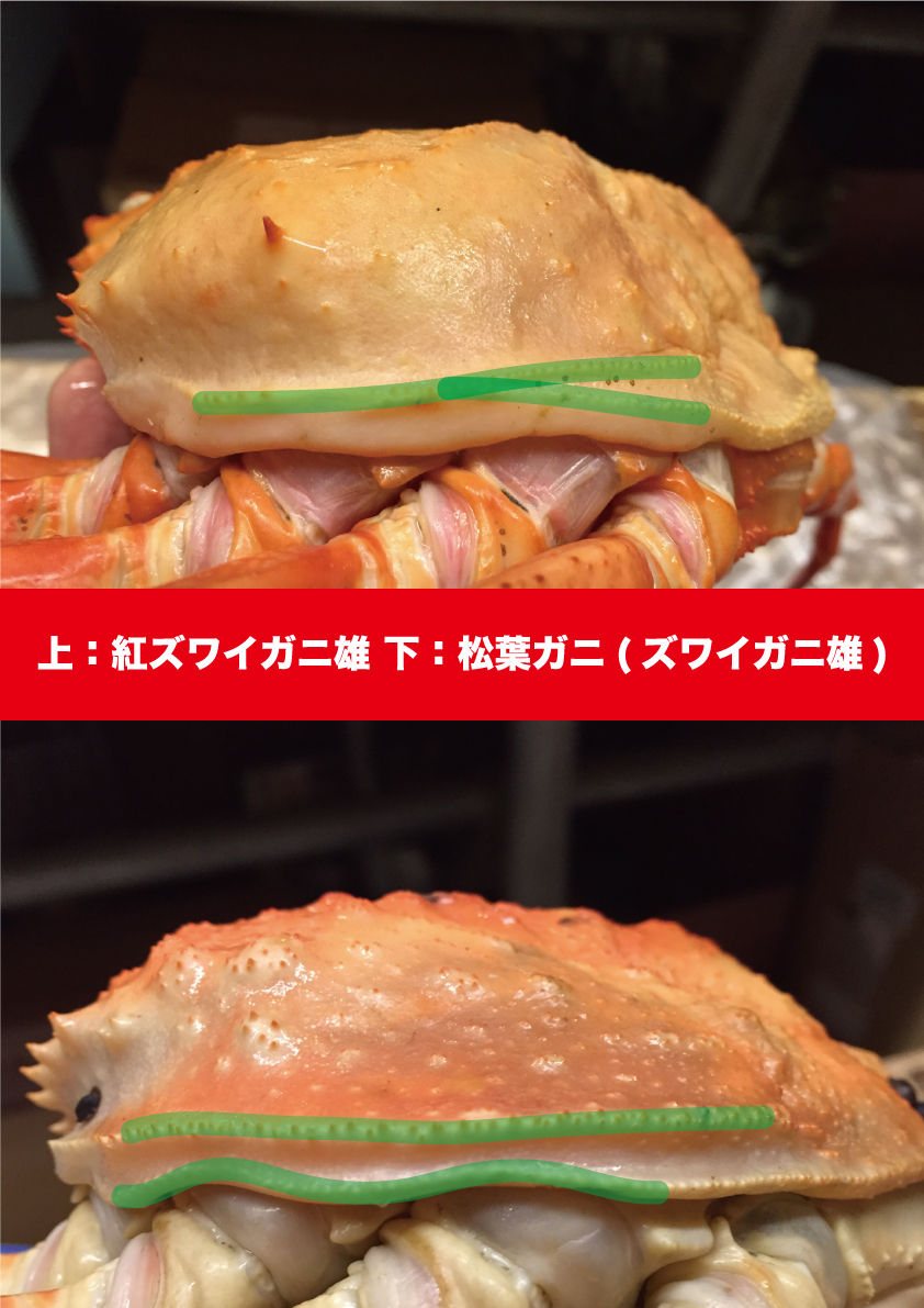 紅ズワイガニとズワイガニの見分け方 その 水木しげるロード 妖怪神社スタッフのブログ