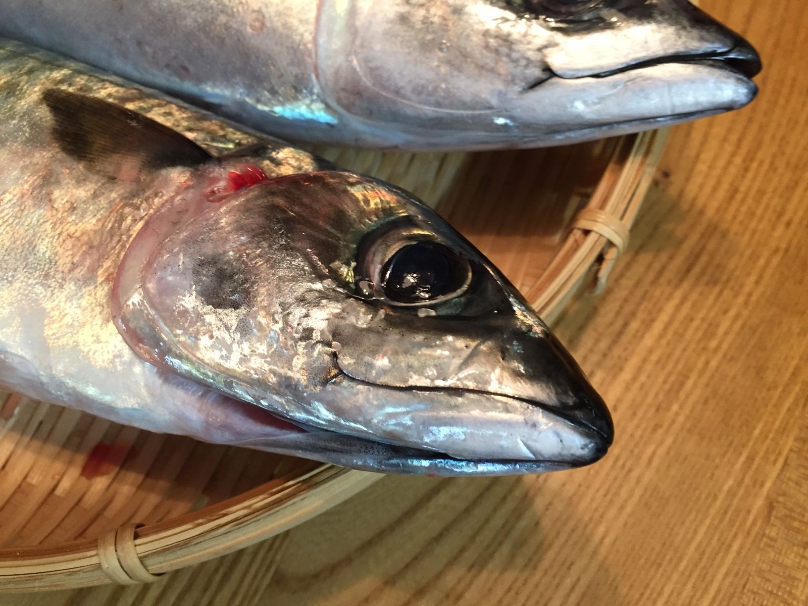 境港サーモンの仲間が登場 水木しげるロード 妖怪神社スタッフのブログ