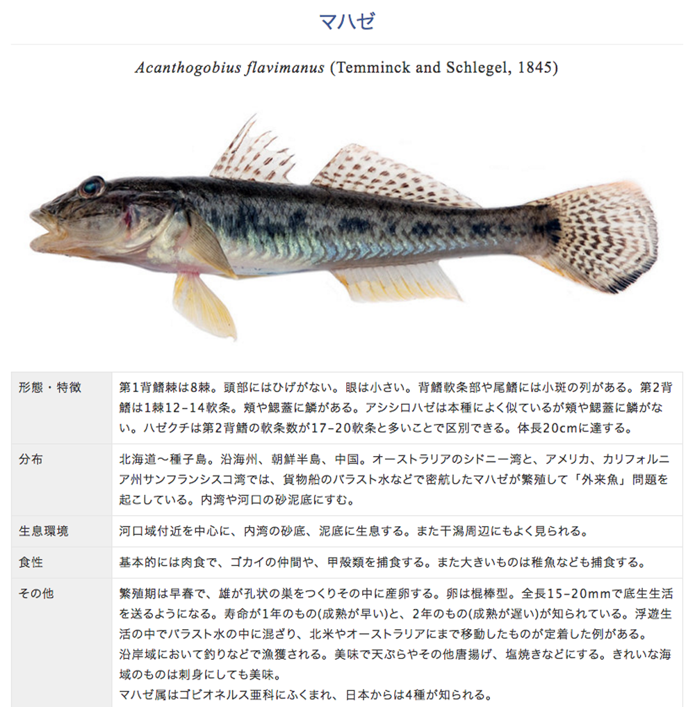 ゴズ マハゼ の畜養も始まりました 水木しげるロード 妖怪神社スタッフのブログ