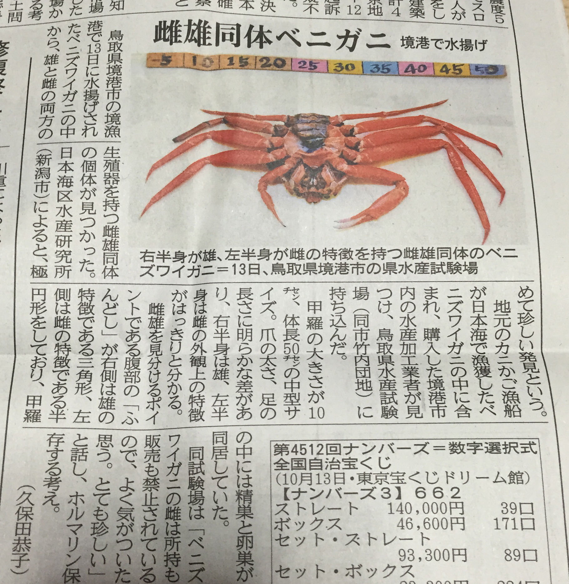 紅ズワイガニとズワイガニの見分け方 その 画像あり 境蟹港 で珍しい蟹が連続で発見されました 水木しげるロード 妖怪神社スタッフのブログ 紅ズワイガニとズワイガニの見分け方 その 画像あり 境蟹港 で珍しい蟹が連続で発見されました 水木しげるロード 妖怪神社スタッフのブログ