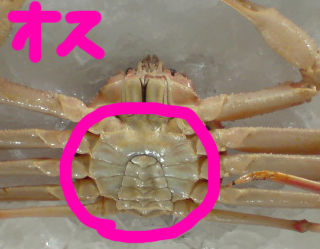 紅ズワイガニとズワイガニの見分け方 その 画像あり 境蟹港 で珍しい蟹が連続で発見されました 水木しげるロード 妖怪神社スタッフのブログ