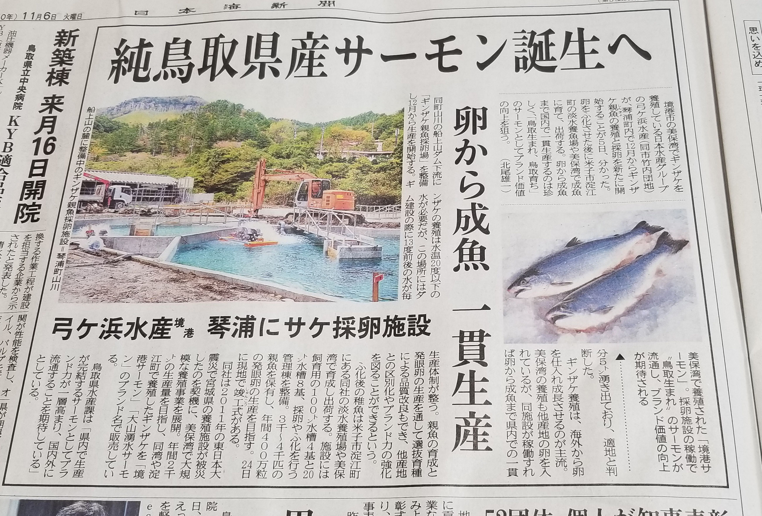 養殖銀鮭 境港サーモン 水揚げが始まりました 水木しげるロード 妖怪神社スタッフのブログ
