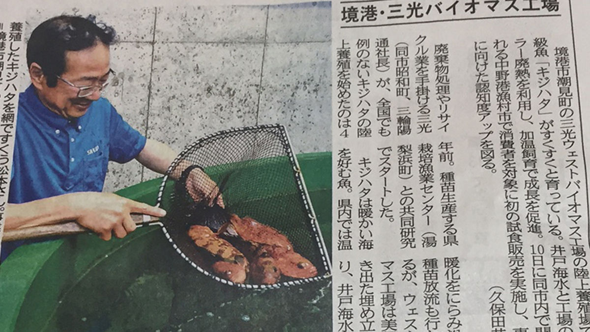 キジハタの養殖も本格始動 境港 水木しげるロード 妖怪神社スタッフのブログ