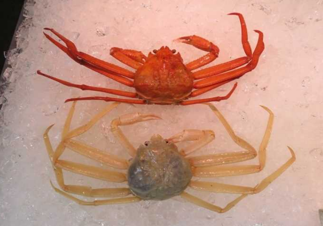 紅ズワイガニとズワイガニの見分け方 その 画像あり 境蟹港 で珍しい蟹が連続で発見されました 水木しげるロード 妖怪神社スタッフのブログ 紅ズワイガニとズワイガニの見分け方 その 画像あり 境蟹港 で珍しい蟹が連続で発見されました 水木しげるロード 妖怪神社スタッフのブログ