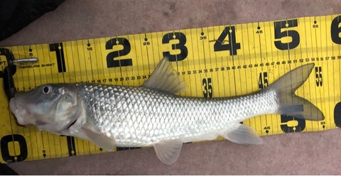 FullSizeRender