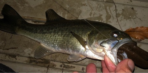 FullSizeRender