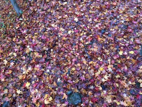 2016-11-23-08-23-21