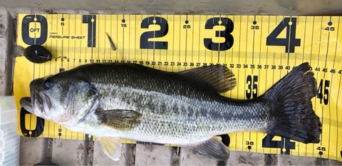 FullSizeRender