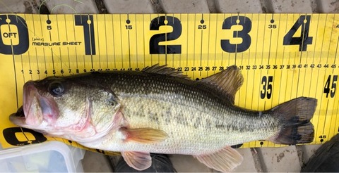 FullSizeRender