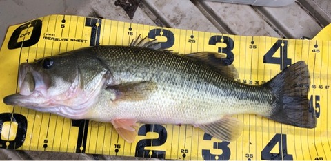 FullSizeRender