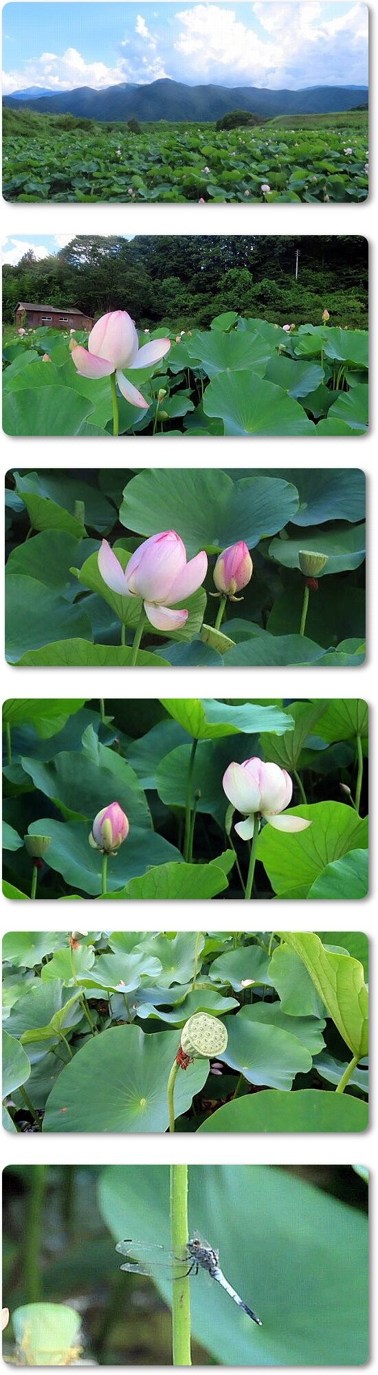 12蓮の花
