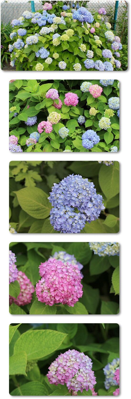 紫陽花の季節 Youko2のブログ 紫陽花の季節 Youko2のブログ