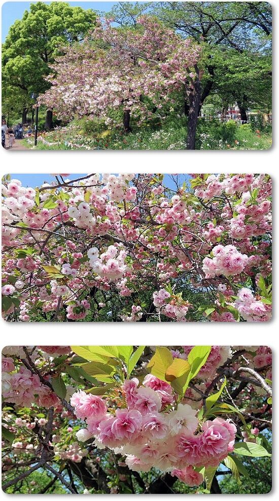 5八重桜