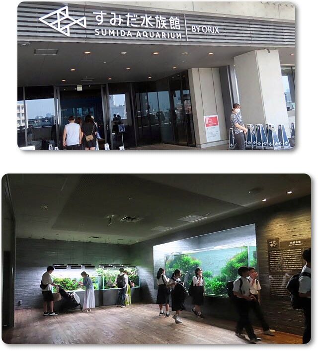 1すみだ水族館