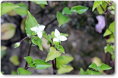 野博多唐草