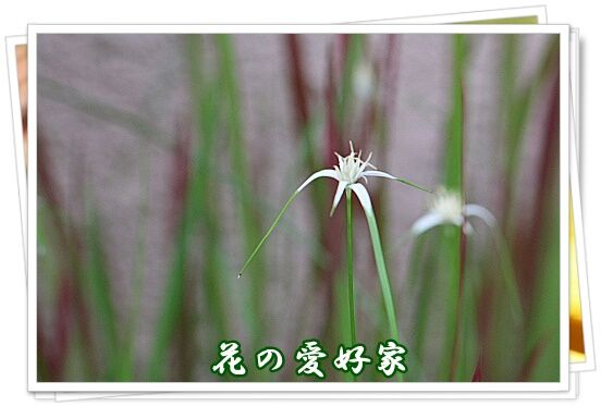 conv0164