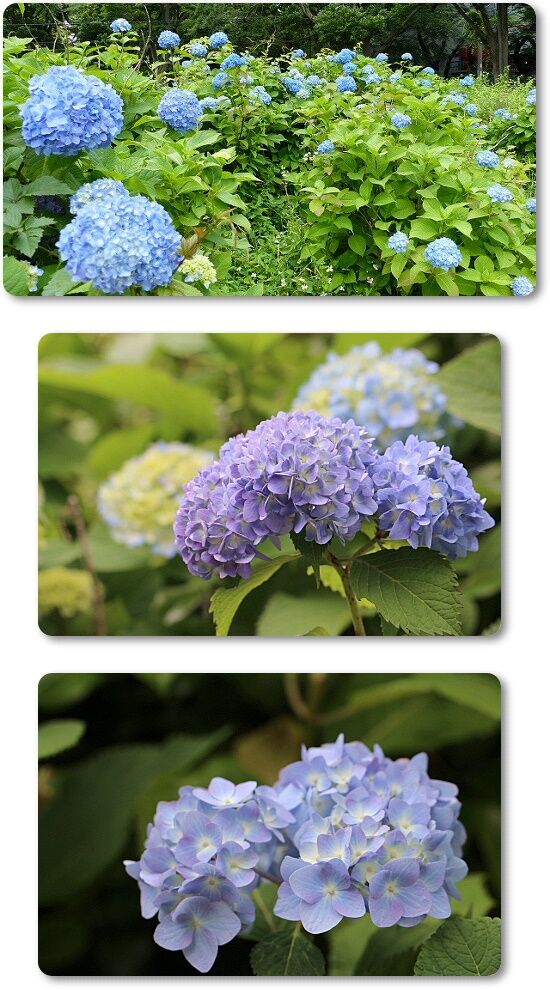 紫陽花の季節 Youko2のブログ