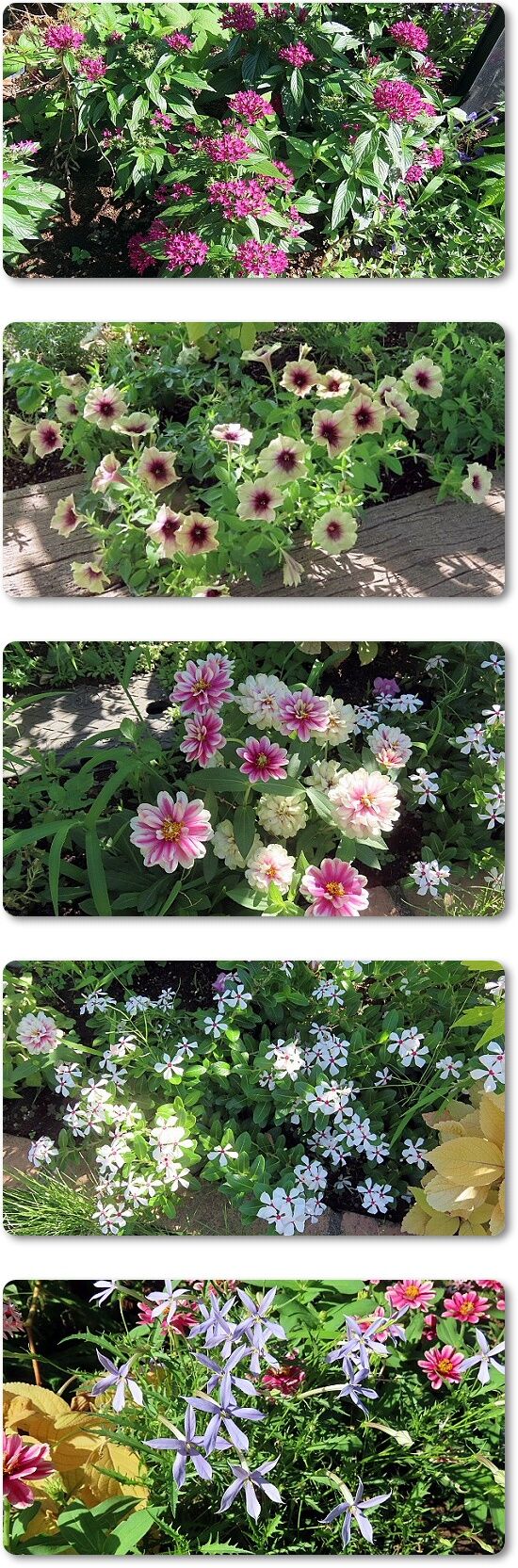 5花5