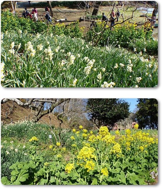 菜の花と水仙