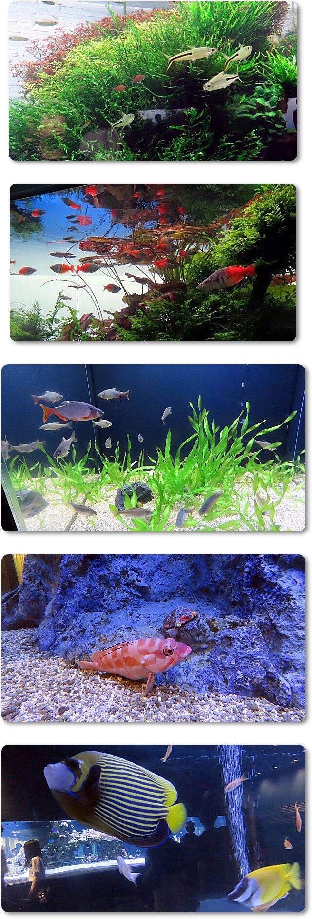 4熱帯魚色々