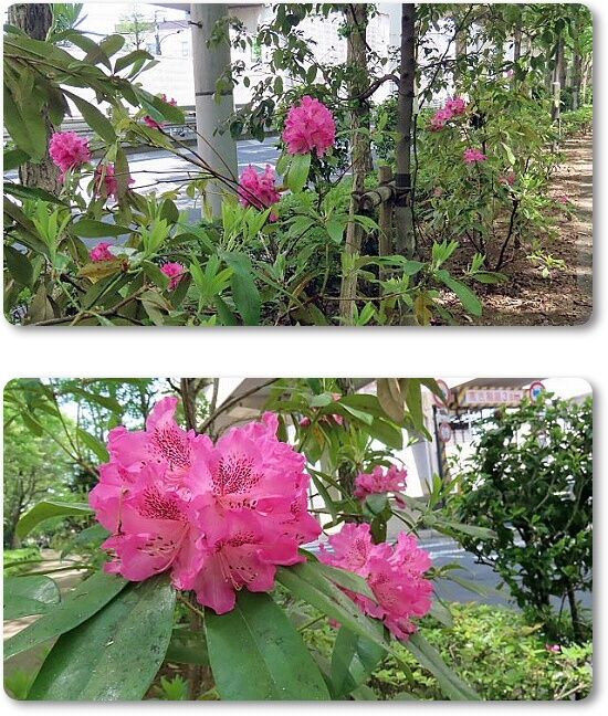3石楠花