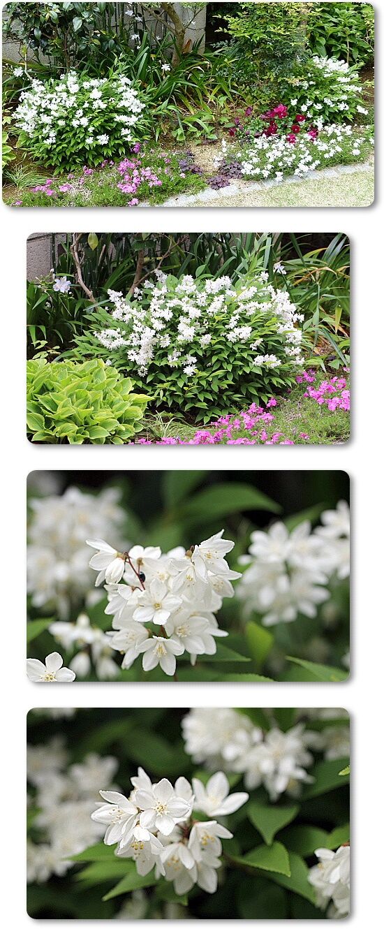 卯の花