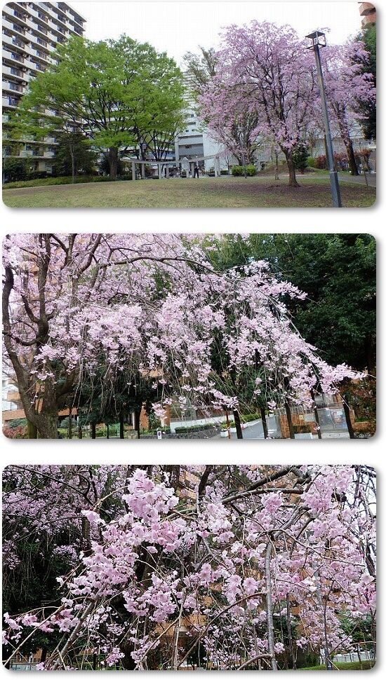 5団地の枝垂れ桜