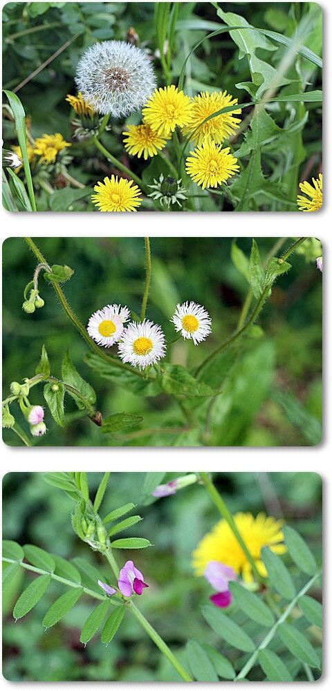 野草