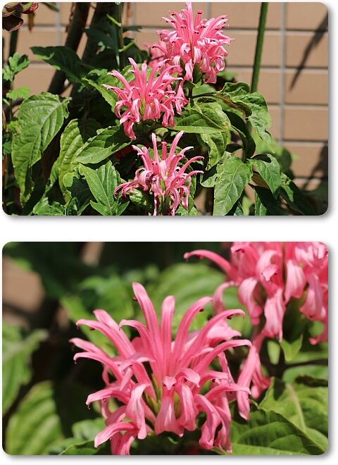 珊瑚花
