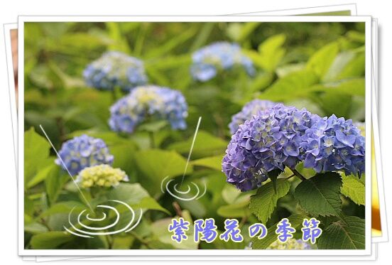 紫陽花の季節 Youko2のブログ