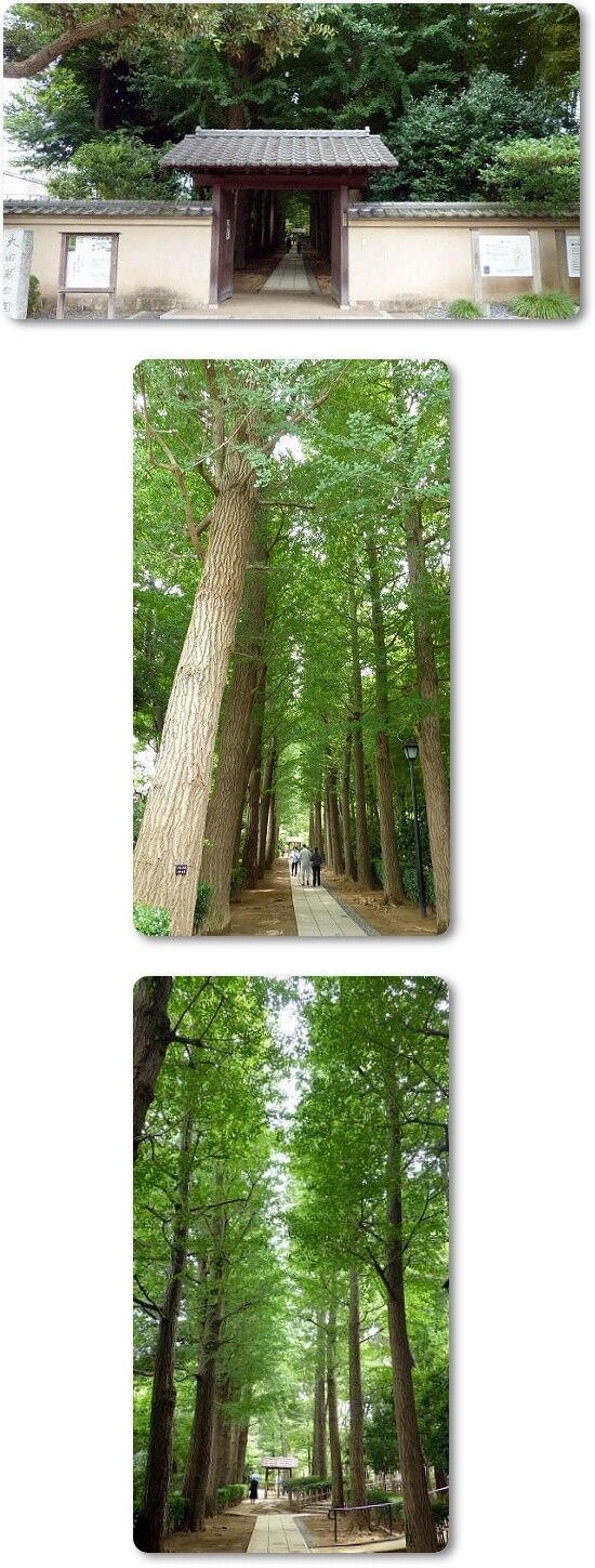 銀杏並木入口