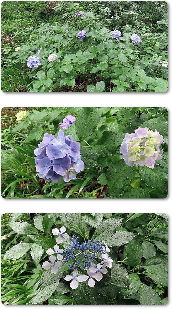 2紫陽花