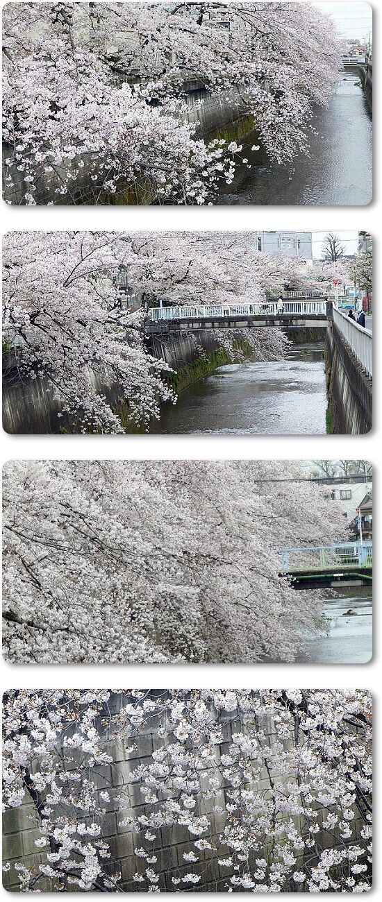 1石神井川の桜
