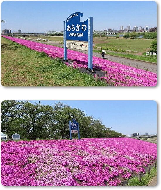 2あらかわ芝桜