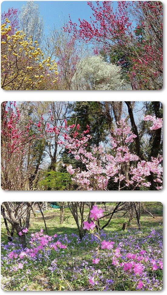花盛り