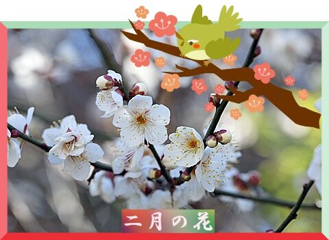 二月に咲く花 Youko2のブログ 二月に咲く花 Youko2のブログ