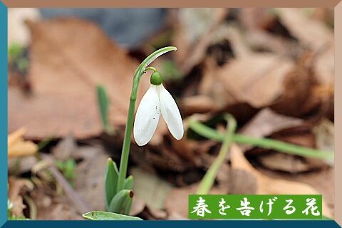 conv0045