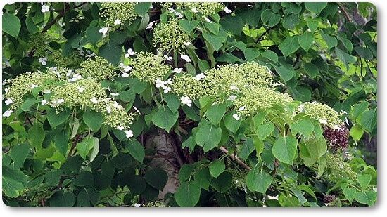 11つる紫陽花