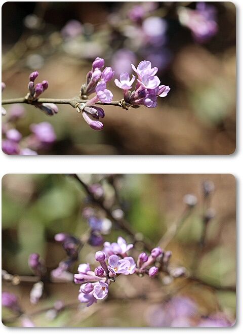 長寿桜