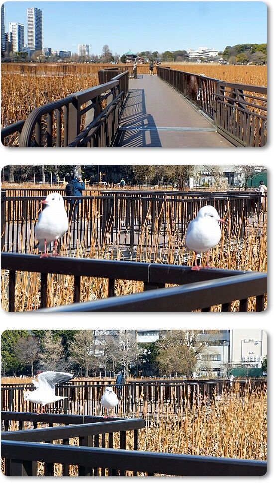 観蓮台