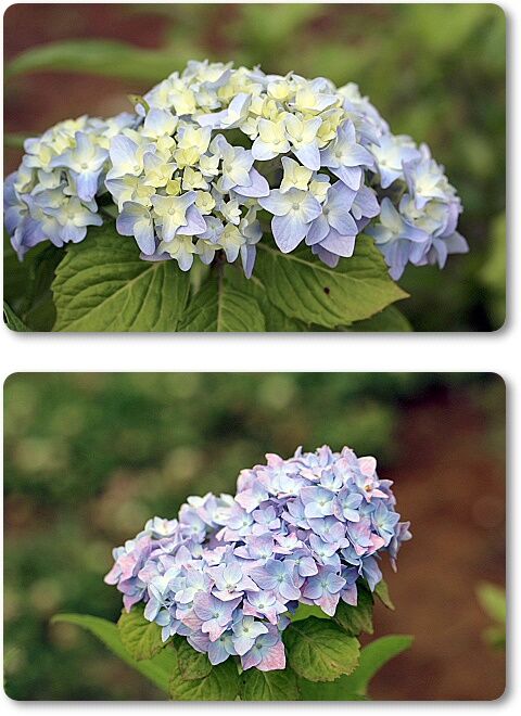 紫陽花2