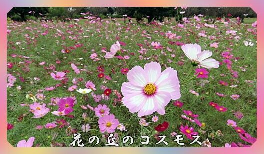 0題字