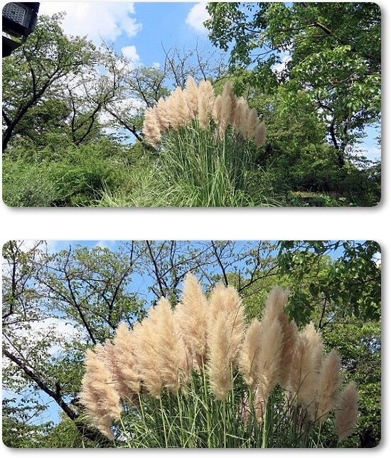 5パンパスグラス