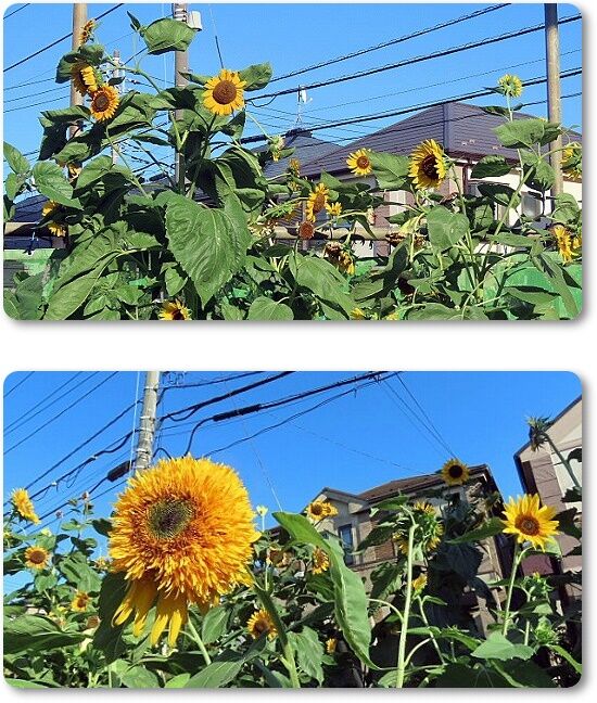 10ひまわり