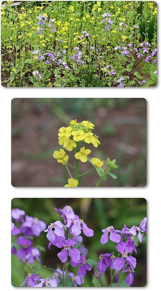 菜の花とムラサキハナナ