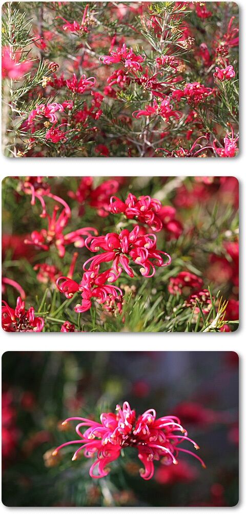 紅い花